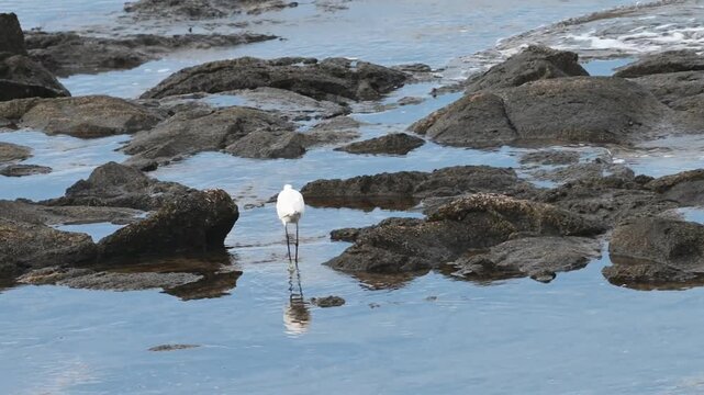 Little Egret catching and eating fish in shallow tide pool