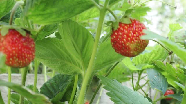 Juicy strawberries hang from lush green plants, basking in sunlight, signaling that late spring is the perfect time for harvesting.