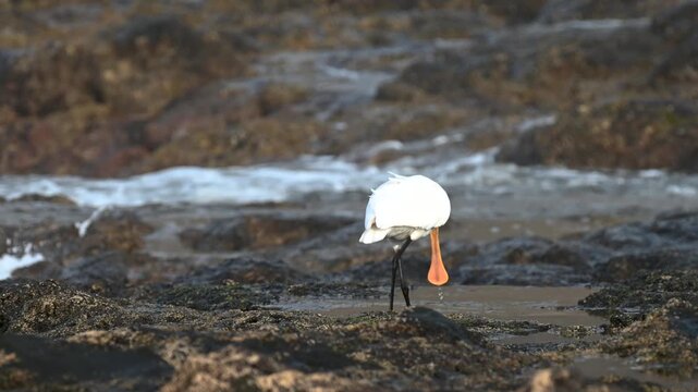 Eurasian Spoonbill feeding in rough coastal tide pools with Little Egret in Tenerife