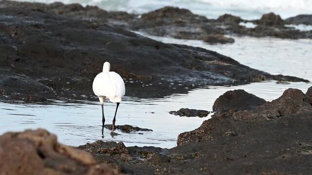 Coastal wading birds searching for food in rocky tide pools in Tenerife
