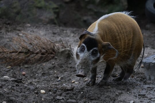 red river hog closeup portrait