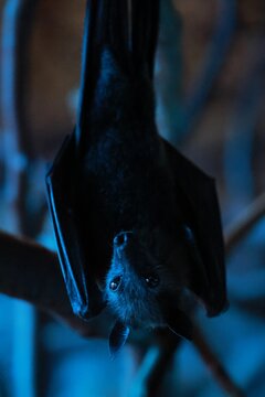 closeup of a flying fox bat in the dark
