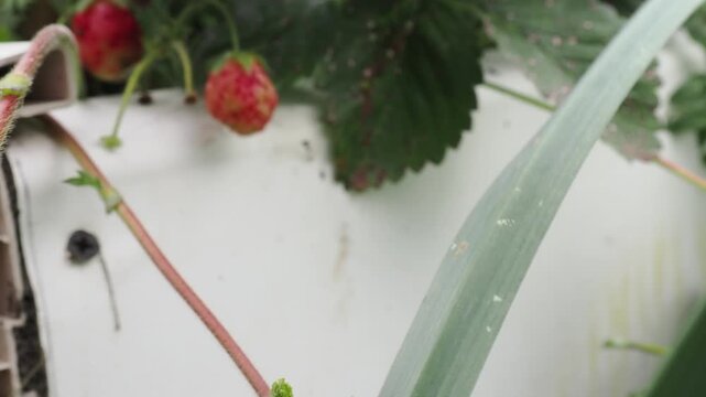 Juicy strawberries hang from lush green plants, basking in sunlight, signaling that late spring is the perfect time for harvesting.