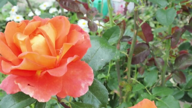 Beautiful flowers in nature: red roses, white lilies. 0flower garden row of dense blooming orange marigold flowers on green plants