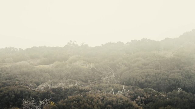 Cloud inversion passing over arid landscape with succulents in Teide National Park