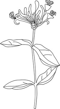 hand drawn sketch of honeysuckle flower