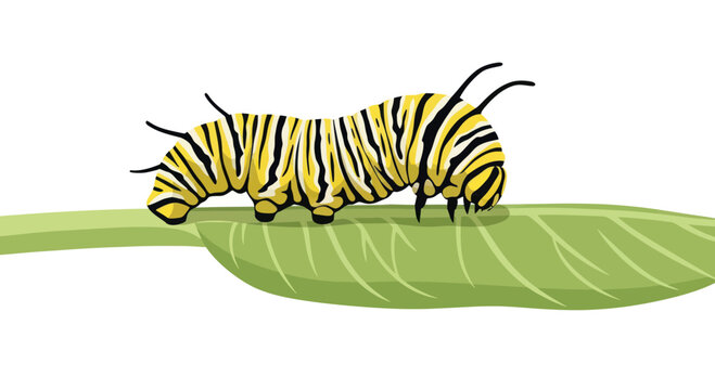 Monarch Caterpillar Crawling on Green Leaf, Insect Life Cycle, Isolated on White