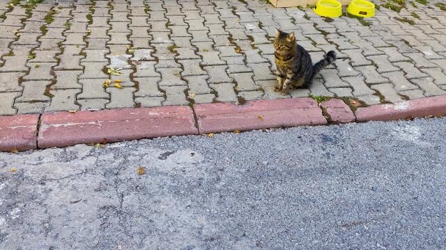 Cute Striped Tabby Stray Cat Stretching Its Body on Concrete Pavement and Asphalt Road on a Sunny Day, Domestic Shorthair Cat Waking Up and Looking Directly at Camera Outside