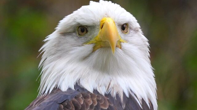Bald eagle head turning and looking around with sharp focus against a soft green forest background in 120fps 4K Slow Motion