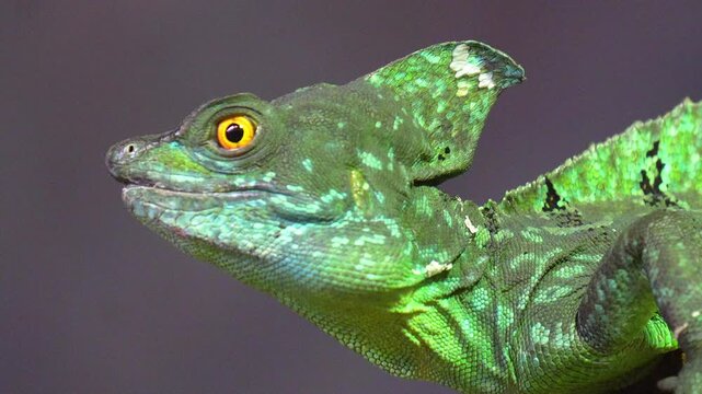 Basilisk lizard with vibrant green scales and a sharp crest looking alert in a close-up profile view in 120fps 4K Slow Motion