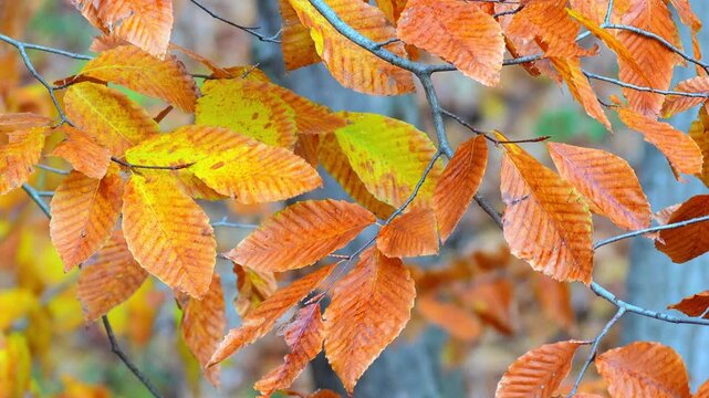 Leaves with vibrant autumn colors hanging from thin tree branches in a quiet sunlit forest in 120fps 4K Slow Motion