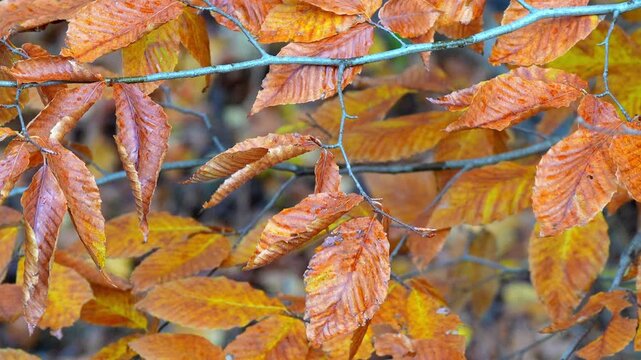 Autumn leaves on tree branches swaying gently in a temperate forest during a bright fall day in 120fps 4K Slow Motion