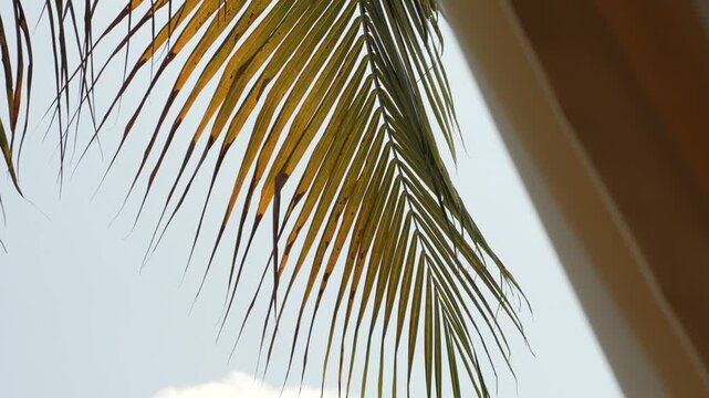 Palm tree moving in wind
