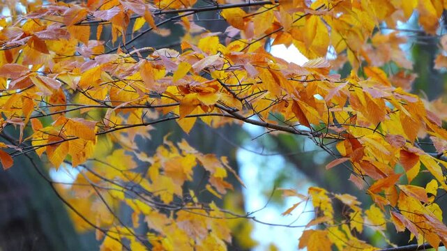 Autumn leaves in vibrant shades of orange and yellow rustling on branches during a peaceful fall day in 120fps 4K Slow Motion