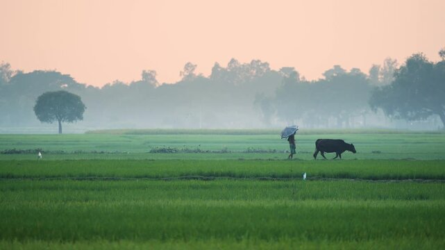 Bogura, Bangladesh - 15 September 2023: View of a farmer walking with a cow through lush green rice fields under a misty morning sky at dawn.
