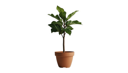 Obraz premium A small potted plant with green leaves on transparent background