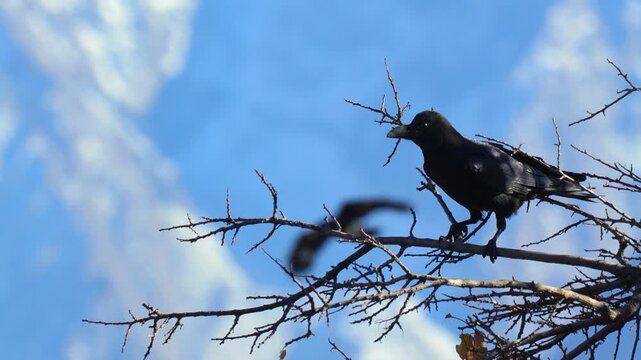 Black crow perched on a bare winter branch while holding a small twig against a snowy blue mountain in 120fps 4K Slow Motion