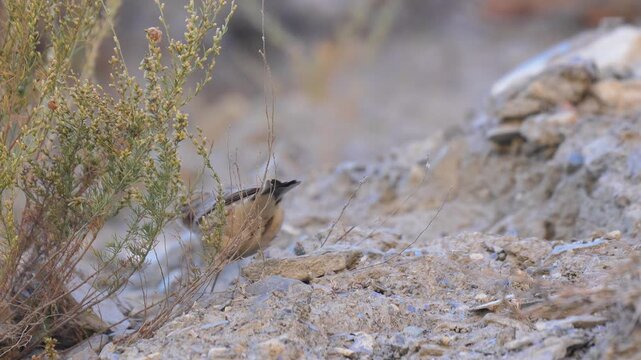 American Pipit bird perched on a rocky ground near dry desert shrubs in an arid wilderness habitat in 120fps 4K Slow Motion