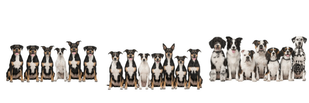 Row of multiple small dogs sitting together group portrait isolated transparent background cute pets png
