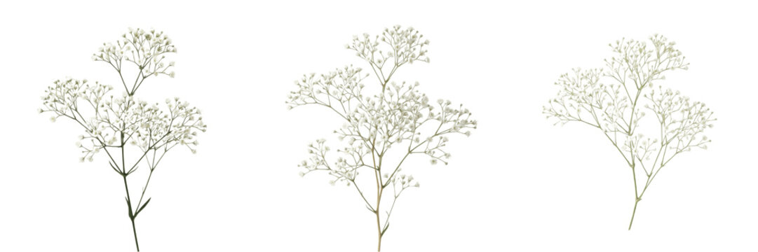 Delicate white baby breath flower branches isolated transparent background gypsophila floral decor png