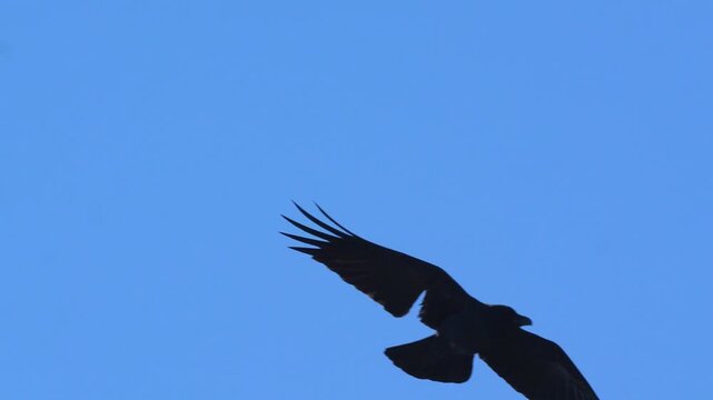 Condor bird of prey soaring through the vast clear blue sky with outstretched wings during the day in 120fps 4K Slow Motion