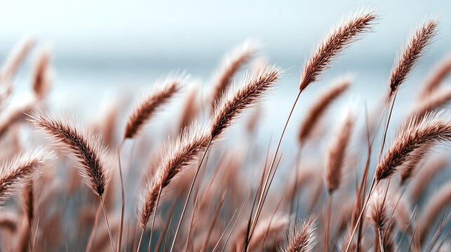 Serene Field of Foxtail Grasses, Textured, Earthy, Soft Lighting, Dynamic Composition