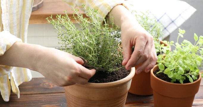 Woman cutting sprigs of fresh thyme from pot at wooden table indoors, closeup