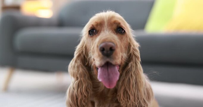 Adorable English Cocker Spaniel dog at home