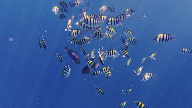 Underwater school of sergeant major fish swimming
