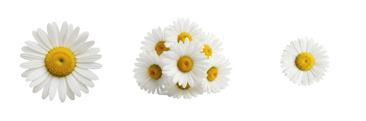 Obraz premium White Daisy Bouquet Transparent PNG Cutout Isolated Flower Motif Asset For Summer Wedding Designs