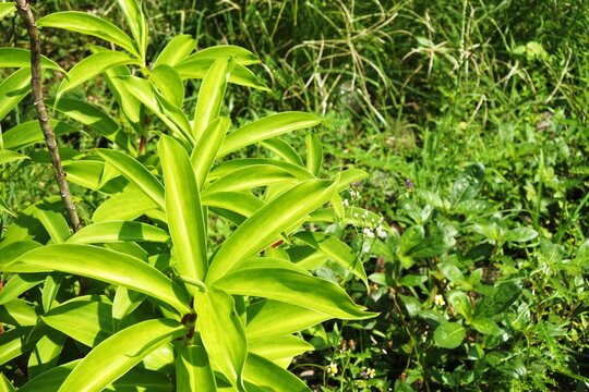 The fresh pacing, white pacing, or costus speciosus which is a natural herbal plant that grows wild in damp areas
