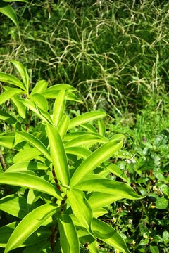 The fresh pacing, white pacing, or costus speciosus which is a natural herbal plant that grows wild in damp areas