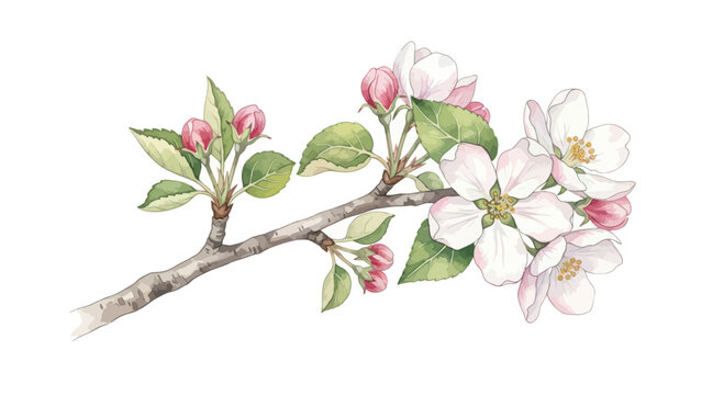 Watercolor Apple Blossom Branch with Buds and Leaves on White Background