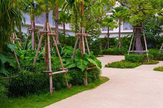 Young palm trees supported by wooden braces in lush garden with winding concrete pathway and vibrant green foliage