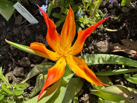 Tulipa 'Fly Away' oder Lilienbl&uuml;tige Tulpe 'Fly Away', Tulipa Gpe Fleur de lis, Tulpenbol Fly Away or Lily-Flowered Tulip