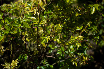 Fototapeta premium Close up of green garden shrub foliage with water droplets on young leaves, representing spring growth, horticultural maintenance, and backyard plant care under natural light.