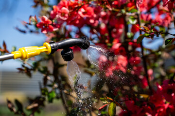 Fototapeta premium Double nozzle sprayer head applying fine chemical mist to blooming red flowers of a garden shrub, agricultural process of pest control and plant fertilization during spring.