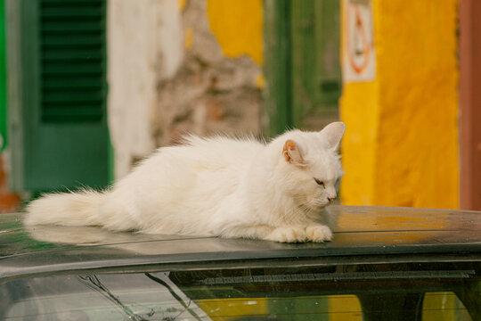 Gato sobre techo de un auto