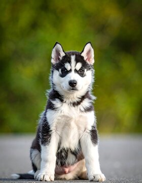 A black and white husky puppy sitting on a road