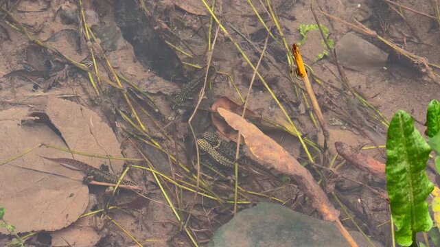 Trio of smooth newt amphibian swimming among submerged dry leaf and reed stem on muddy shallow river bed, freshwater wildlife in mediterranean stream habitat