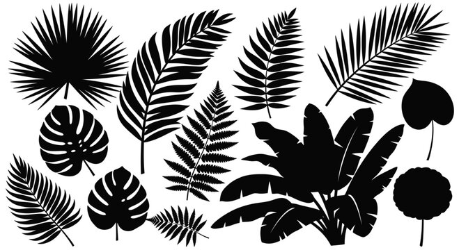 Black silhouette tropical leaves collection on white background vector illustration