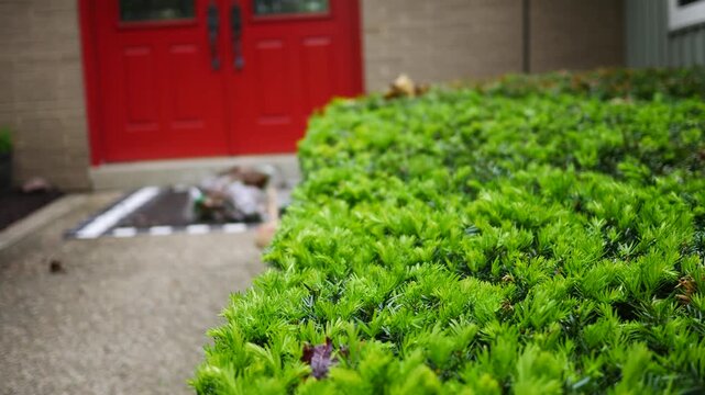 Man Trims a Hedge with an Electric Hedgetrimmer 2