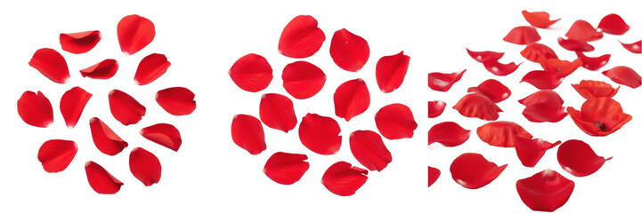 Fototapeta premium Romance Luxury Valentines Scattered Red Rose Petals Floral Background Isolated Transparent PNG Decoration