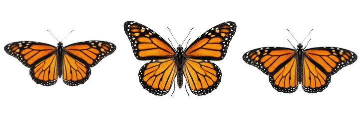 Beautiful Orange Black Pattern Monarch Butterfly Insect Wing Spread Isolated Transparent PNG Clipart © nova