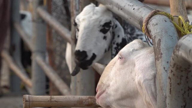 Goats and Cows in the Cattle Market of Pakistan | Eid ul Adha