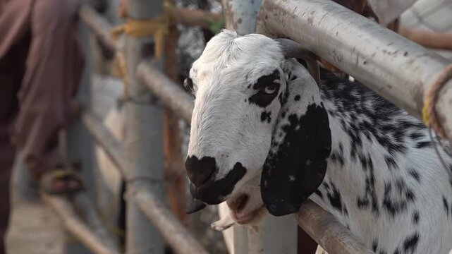 Goats and Cows in the Cattle Market of Pakistan | Eid ul Adha