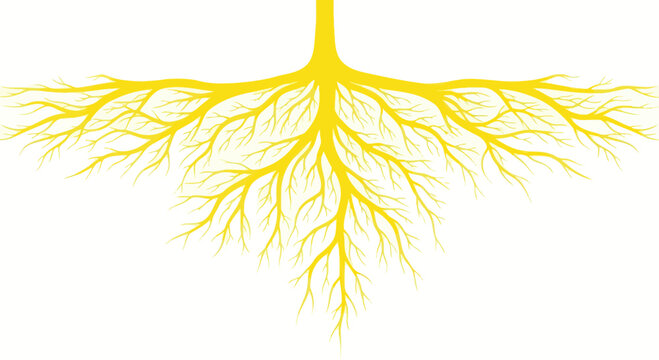 Abstract Yellow Tree Roots System on White Background, Organic Growth Concept