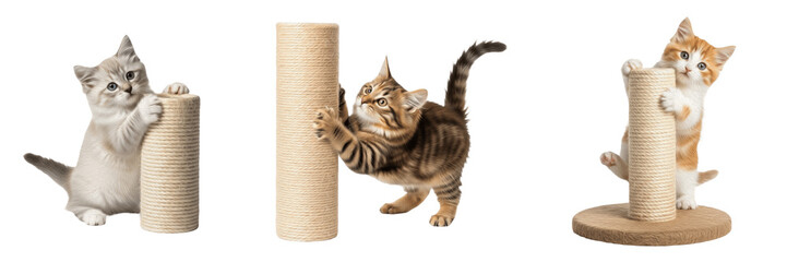 Domestic Tabby Cat Using Scratching Post PNG Isolated on Transparent Background for Pet Supply Veterinary Care Graphic Design © Rama
