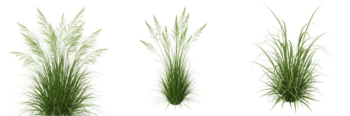 Tall Green Grass Bundle Tuft PNG Isolated on Transparent Background for Lawn Field Landscape Nature Environment Graphic Design © Rama