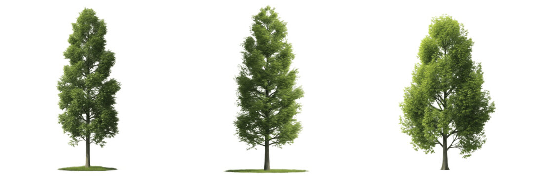 Tall Cypress Pine Topiary Tree PNG Isolated on Transparent Background for Landscape Architecture Italian Garden Graphic Design
